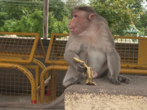 Singe sur la colline de Mysore